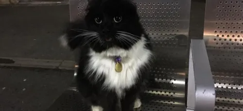 Une gare emploie un chat