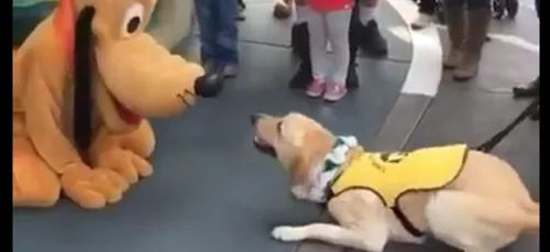 Quand un chien rencontre Pluto