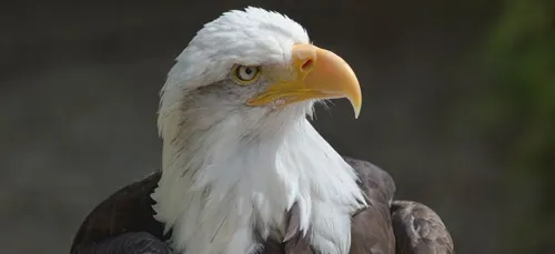 Les Pays-Bas dressent des aigles contre les drones