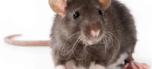 Rester assis sur les toilettes, c'est dangereux!