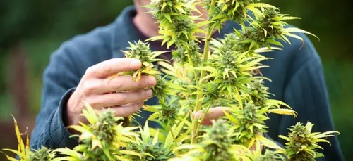 Il brûle sa pizza, on découvre sa culture de cannabis