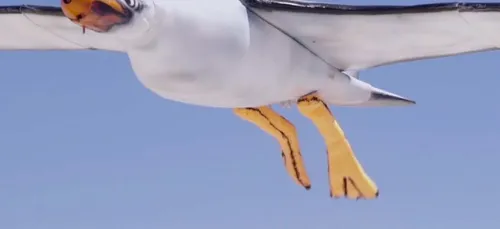 Découvrez le drone mouette