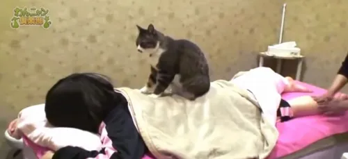 Découvrez le massage par les chats