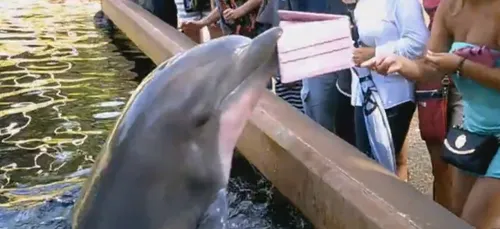 Le dauphin qui pique l'Ipad de la touriste