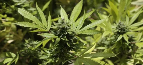 Il revient chez lui et trouve une plantation de cannabis!