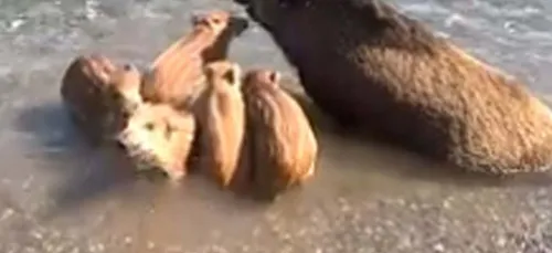 Les sangliers aussi vont à la plage