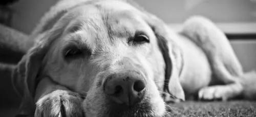 Ils volent...des croquettes pour chien!