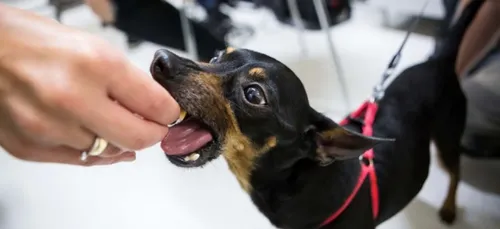 Un foodtruck pour chiens et chats