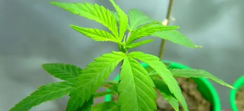 Il cultivait du cannabis discrètement...enfin il croyait!