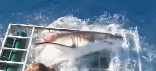 Le requin est un animal mignon