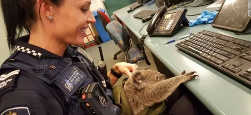 Elle cache dans son sac...avec un Koala!