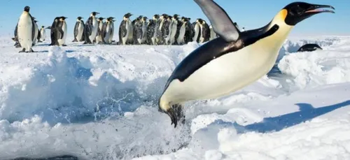 28.000 kilomètres pour prendre en photo un manchot