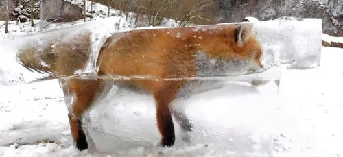 L'âge de glace...en vrai!