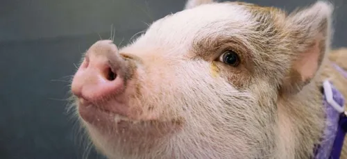 Les gendarmes arrêtent… un cochon!