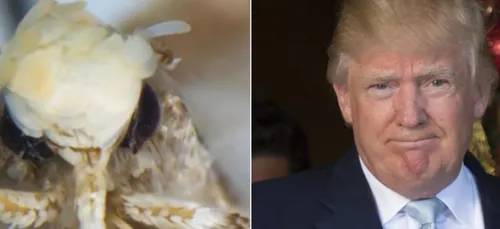 Donald Trump devient...une mite!