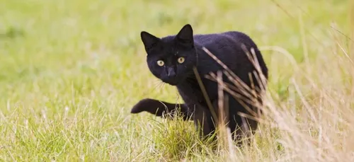 Le chat qui fait du covoiturage