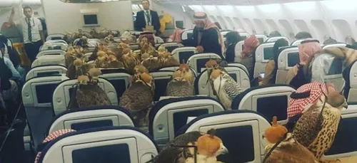 L'avion pour les faucons!