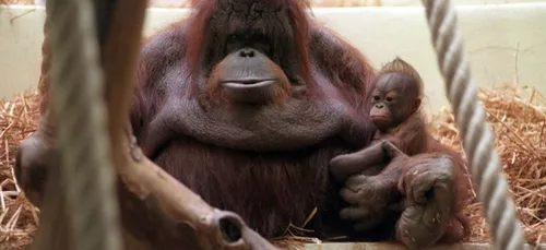 Tinder pour les orangs-outans