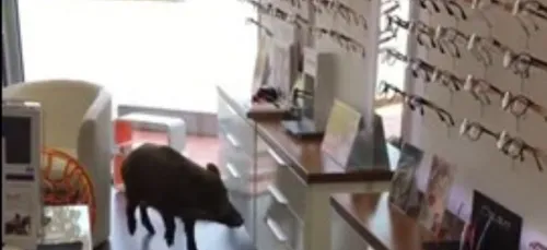 Le sanglier veut s'acheter des lunettes