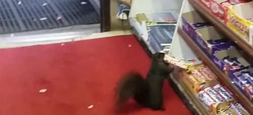 Les voleurs hors du commun