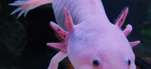 Voici un presque vrai Pokemon!