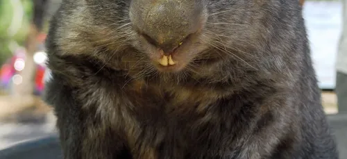 La disparition de Patrick le Wombat émeut les internautes.