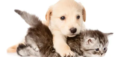 Vous parlez aux animaux ? Êtes-vous normal ?