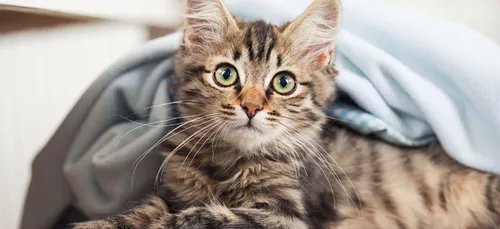 Sexe : les chats sont à l'origine des penchants SM... et c'est...