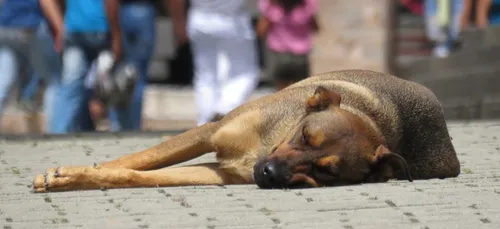 27 chiens maltraités sauvés en Seine-et-Marne