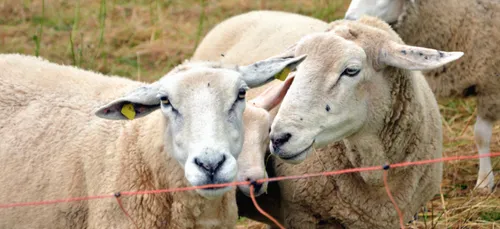 Un bouchon à cause de moutons sur la N10 à Trappes !