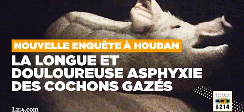 Deux militants L214 jugés pour avoir espionné un abattoir des...