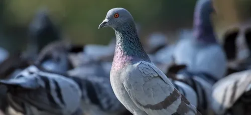 Paris : des rapaces pour mettre fin aux fientes de pigeon