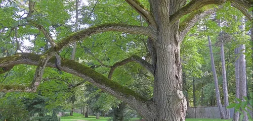 Les Franciliens invités à parrainer des arbres pour les protéger
