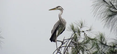 Un héron de Cergy-Pontoise en danger à cause d’un élastique