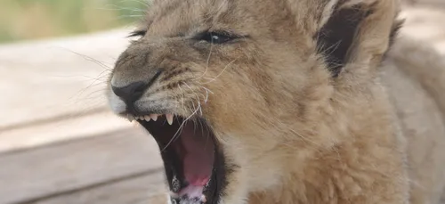 Un bébé lion capturé dans un appartement de Noisy-le-Sec