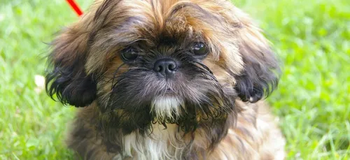 Yvelines : un chien tué après une querelle de voisinage