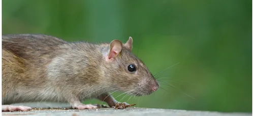 Les rats font leur nid à Paris (vidéo)