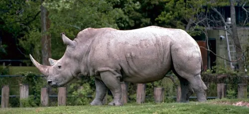 Un nouveau rhinocéros blanc arrivera jeudi à Thoiry !