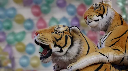 La police alertée pour maîtriser un tigre…en peluche !