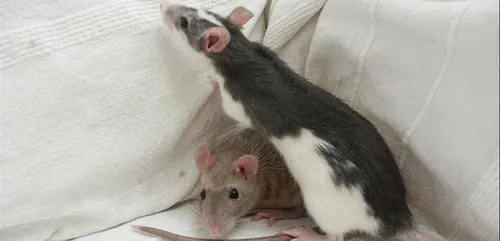 Des rats avaient élu domicile dans des vêtements pour bébé au...