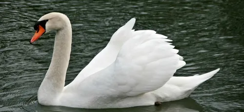 Un cygne bloque un train de banlieue pendant une heure
