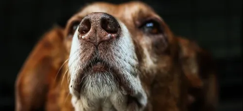 Des chiens renifleurs d’explosifs dans le métro