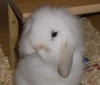 Il étrangle le lapin de son ex car elle ne répondait pas au téléphone