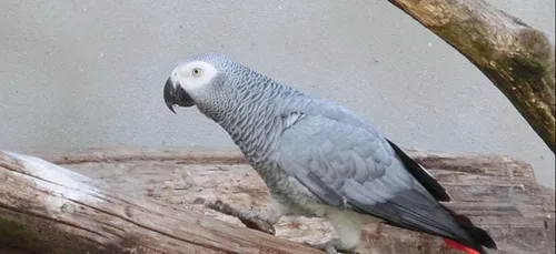 Yvelines : à qui sont les perroquets retrouvés ?