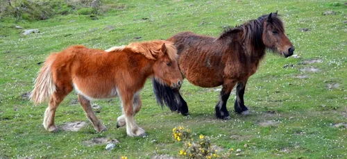 Seine-et-Marne : deux poneys maltraités par des adolescents