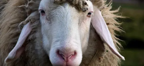 Des moutons envahissent les rues de Seine-Saint-Denis