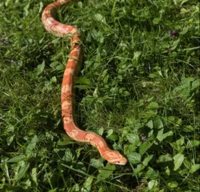 Un gros serpent capturé dans un jardin à Maisons-Alfort