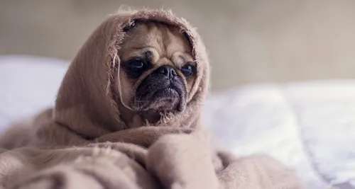 Ce chien est officiellement le plus laid du monde (photos)