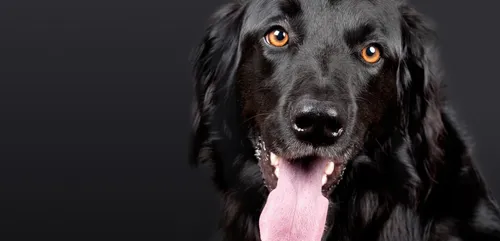 Ce chien espagnol sait réaliser des massages cardiaques (Vidéo)