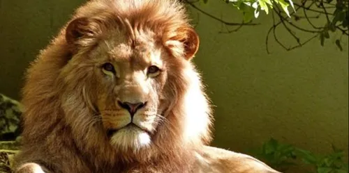 Ils partent chasser le rhinocéros, ils se font manger par des lions